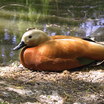 Ruddy Shelduck